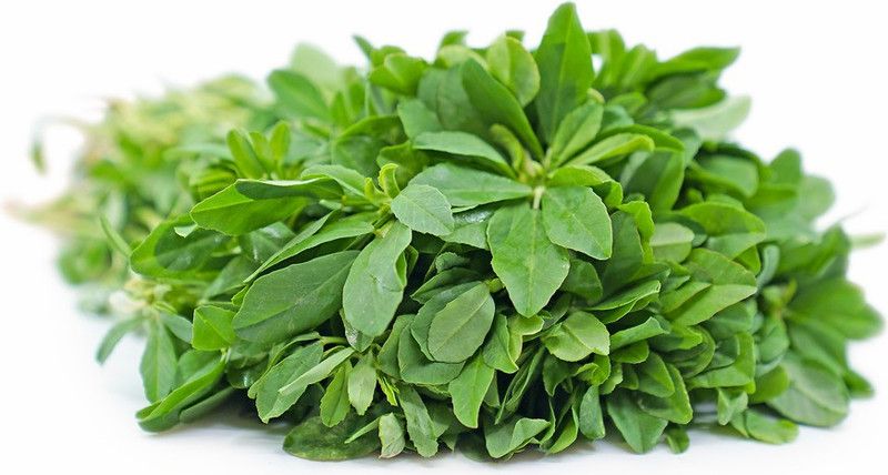 Paudha Methi Seed  (26 per packet)