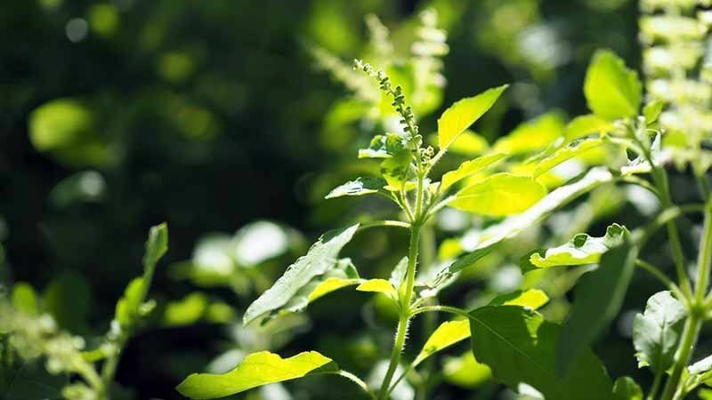 PMB Organic tulsi herb Seed  (34 per packet)
