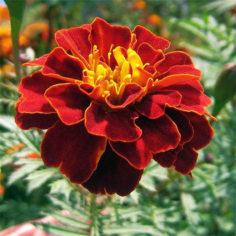 CYBEXIS XLR-74 - Tagetes Patula Marigold - (2250 Seeds) Seed  (2250 per packet)