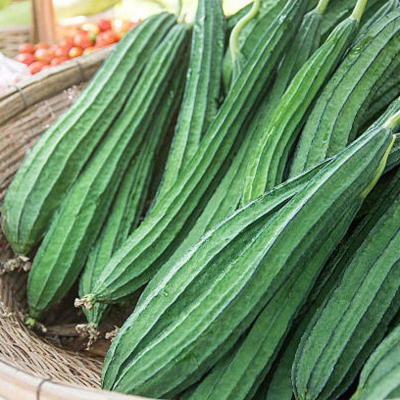 Mozette Organic Ridgegourd (Turai) Seed  (30 per packet)
