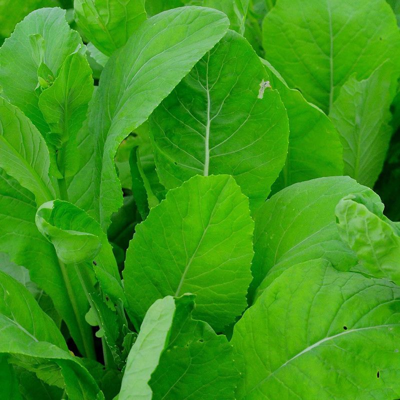 VibeX ® VMR-43 Tendergreen Spinach Mustard Seed  (500 per packet)
