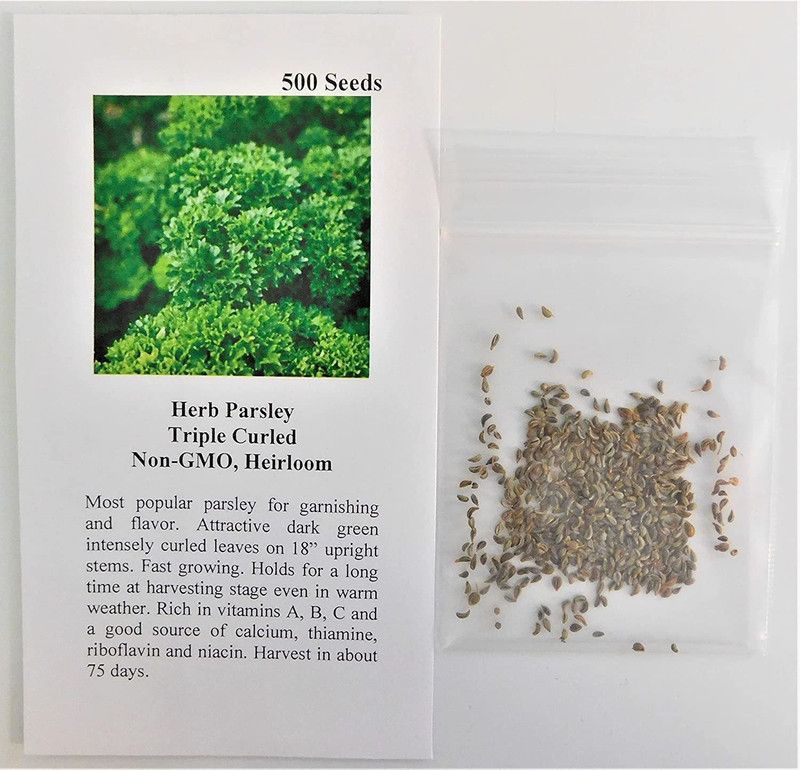 VibeX VVI-55 - Parsley Triple Curled (Green) - (750 Seeds) Seed  (750 per packet)