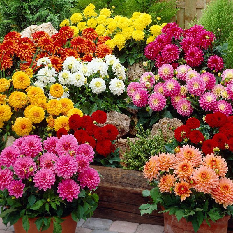 SAGAR Dahlia Double Figaro Mix Seed  (320 per packet)
