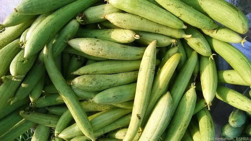 LYRS Pusa Chikini Sponge Gourd Seed  (500 per packet)