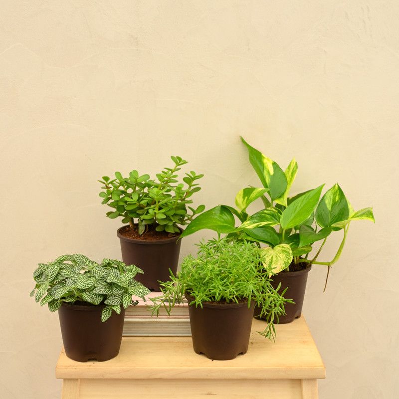Plantoos Jade Plant  (Pack of 4)