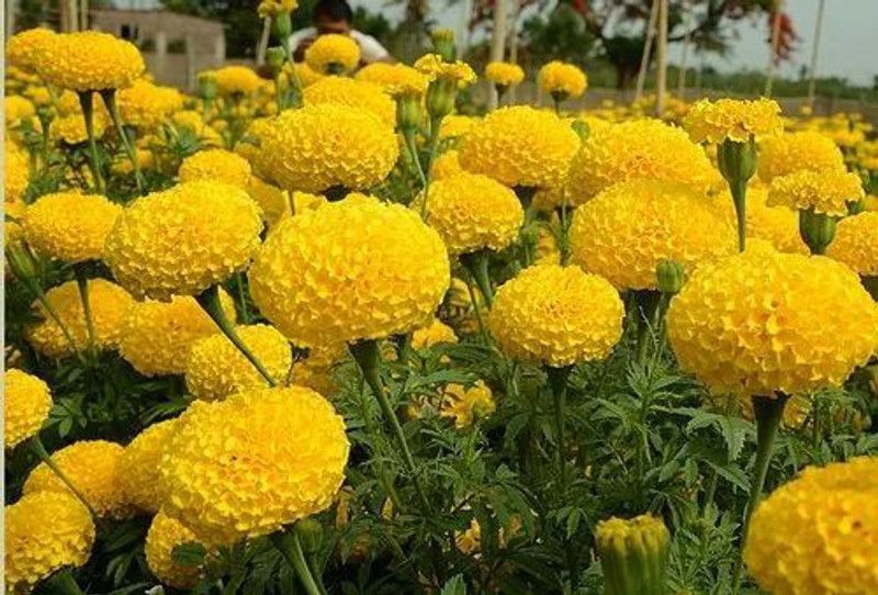 XOLDA Marigold yellow flower Seed  (17 per packet)