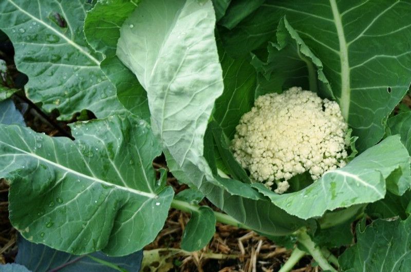 Nodoc Cauli flower Vegetable Seed  (25 per packet)