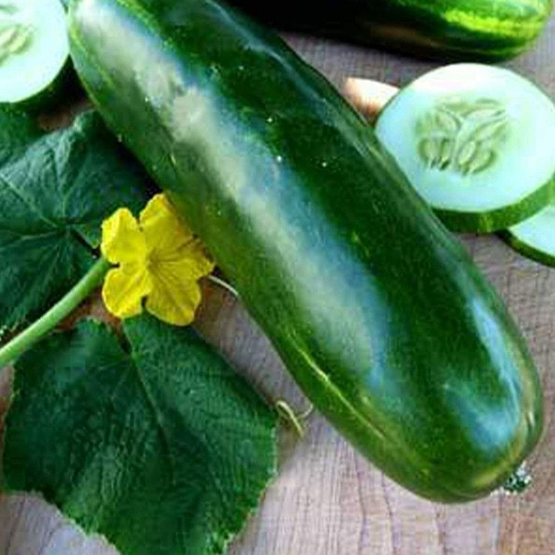 motrex Long Green Imp. Slicing Cucumber Seed  (500 per packet)