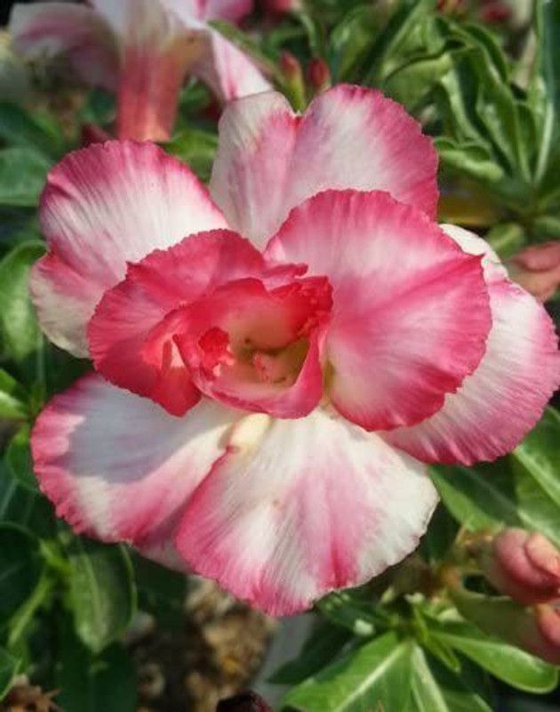 VibeX ® XXL-331 Adenium Desert Roses Double-SAKINA Seed  (30 per packet)