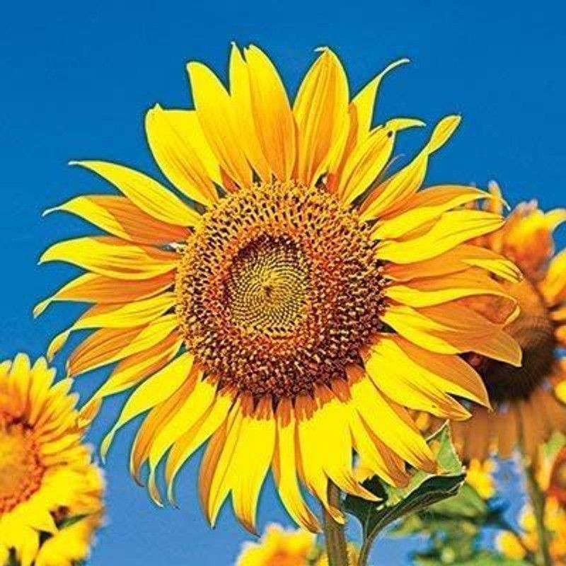 KANAYA Hybrid Sunflower Flower Seed  (40 per packet)