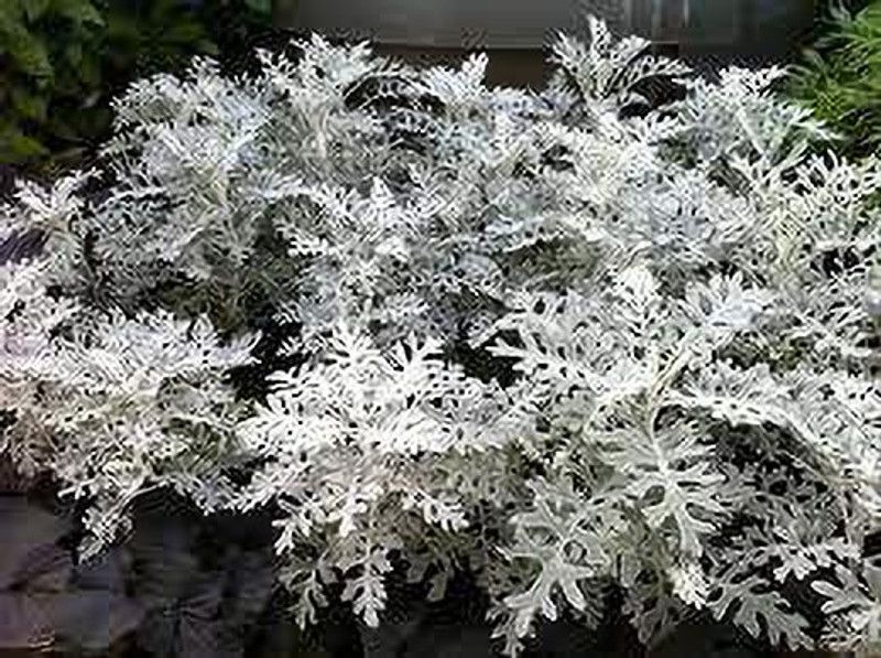 Nodoc Cineraria Maritima Seed  (25 per packet)