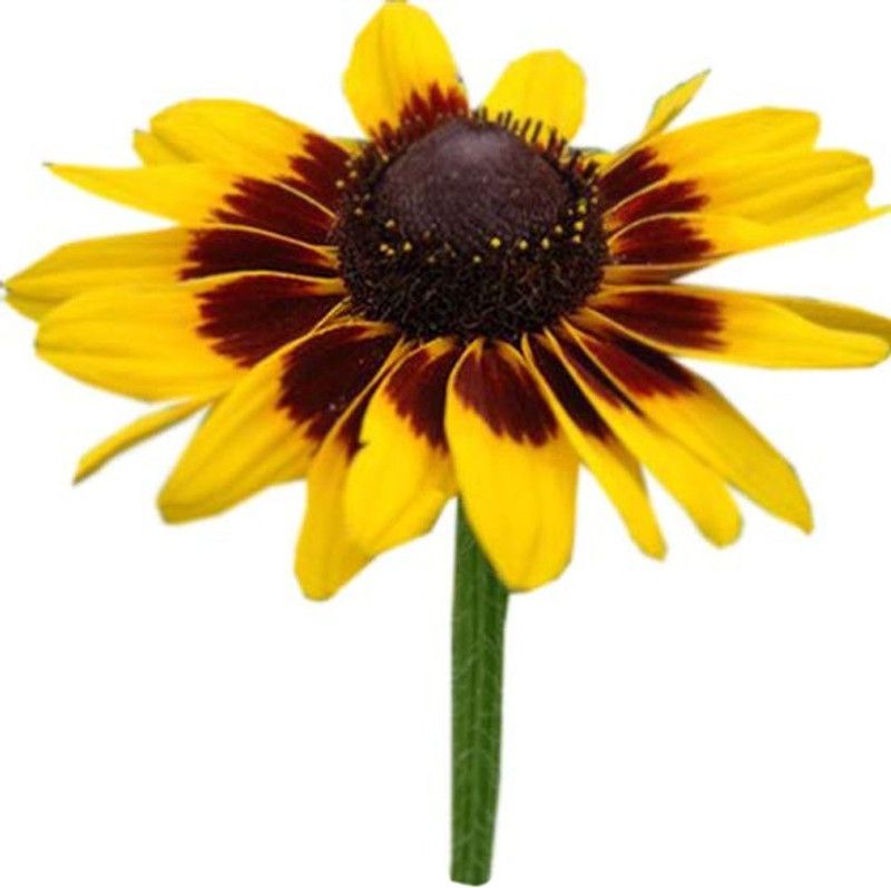 Redoak Rudbeckia Solar Eclipse Flower Seeds - 30Pcs Seed  (30 per packet)