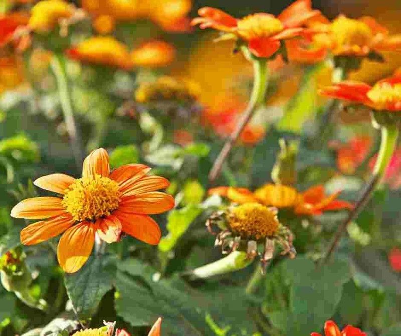 Mozette Tithonia flower Seed  (49 per packet)