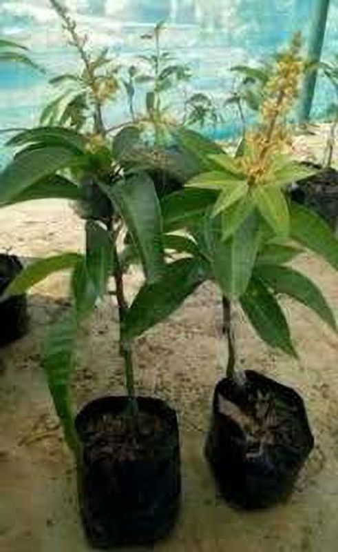 BISWAS Mango Plant  (Pack of 1)