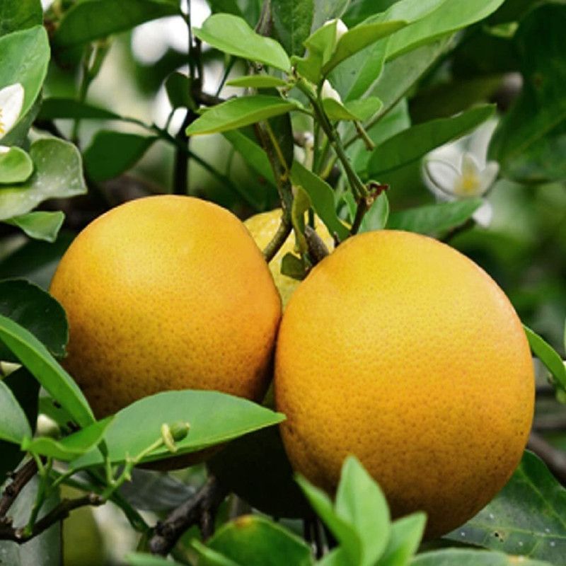 JRYU Mosambi/Mausambi/Sweet Lemon Fruit Seed  (30 per packet)