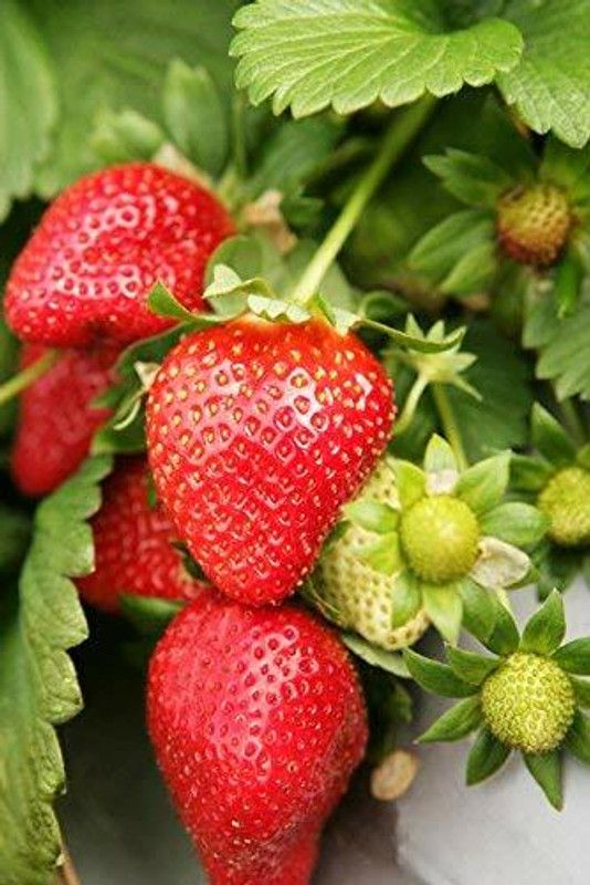 DAIVISH Strawberry Plant  (Pack of 1)