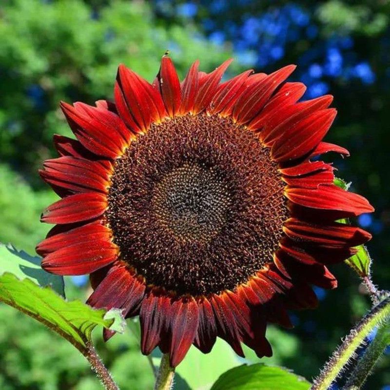 KANAYA Sunflower Flower Seeds For Home Gardening Seed  (65 per packet)