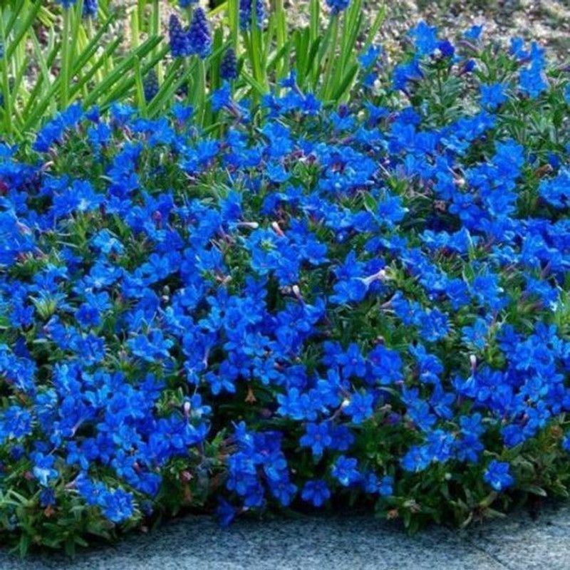Mozette Allssum royal carpet blue Seed  (71 per packet)