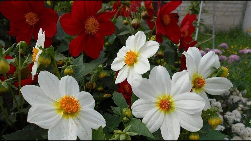 CYBEXIS Dahlia Funny Guys Mix Annual Flowers for Planting Seed  (50 per packet)