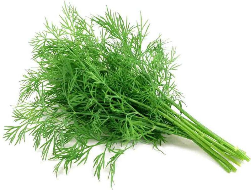 PEARL Dill soya leaves Seed  (150 per packet)