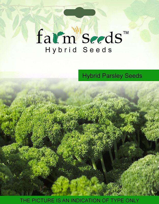VibeX ™ GXL-01-Hybrid Parsley Moss Curled 1 packet seeds Seed Seed  (5 per packet)