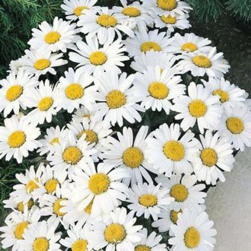 CYBEXIS Rare Daisy Flower" Snow Lady" Exotic Ornamental Daisy Flower Seed  (1 g)