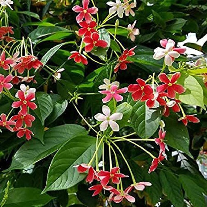 BISWAS Madhumalti/Rangoon Creeper  (Hybrid, Pack of 1)