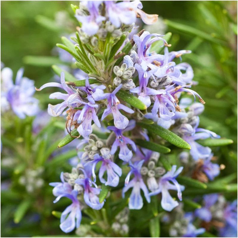 WILLVINE VVI-1 Rosemary Herb (Rosemarinus officinalis) Seed  (1000 per packet)