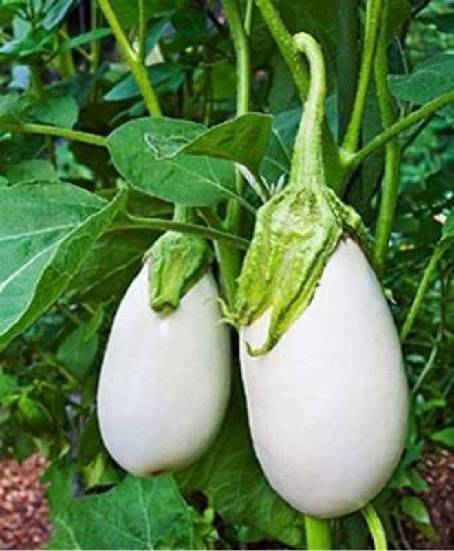 Corofitam Brinjal  (Hybrid, Pack of 1)