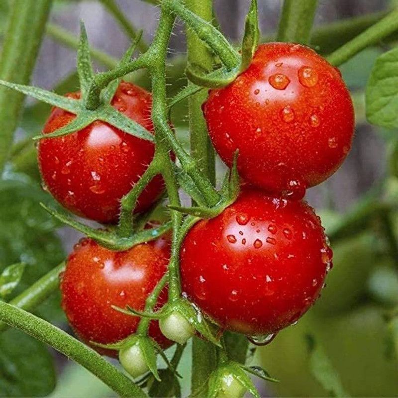 KANAYA Tomato Seed  (250 per packet)