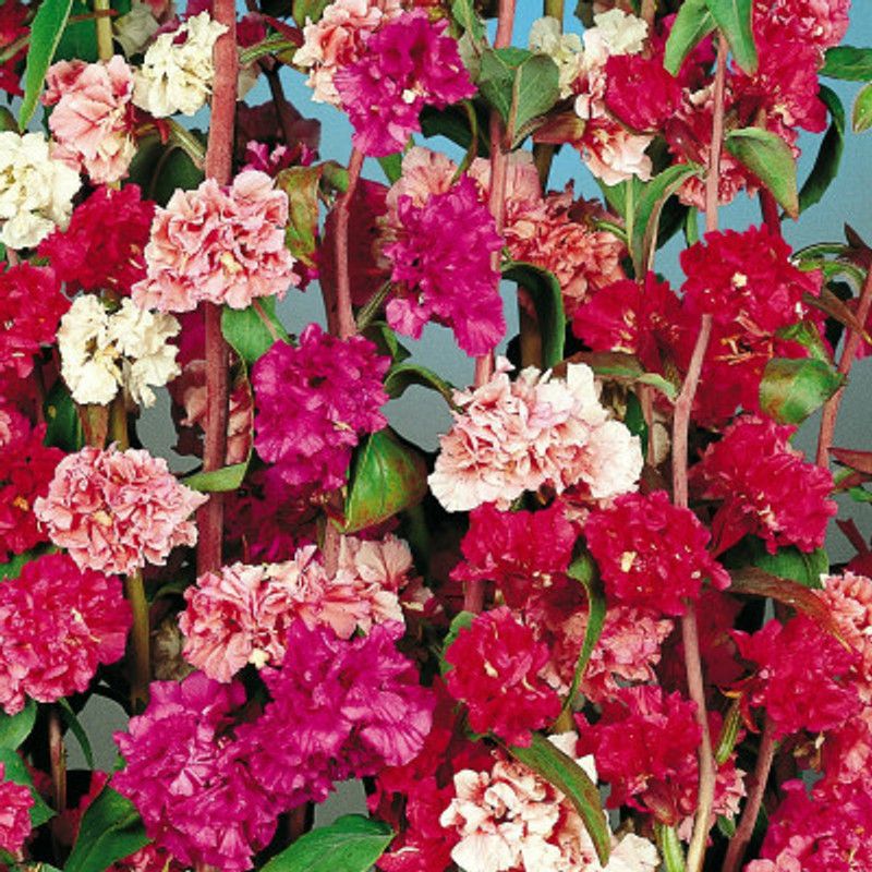 XOLDA Exotic phlox twinkle Seed  (31 per packet)