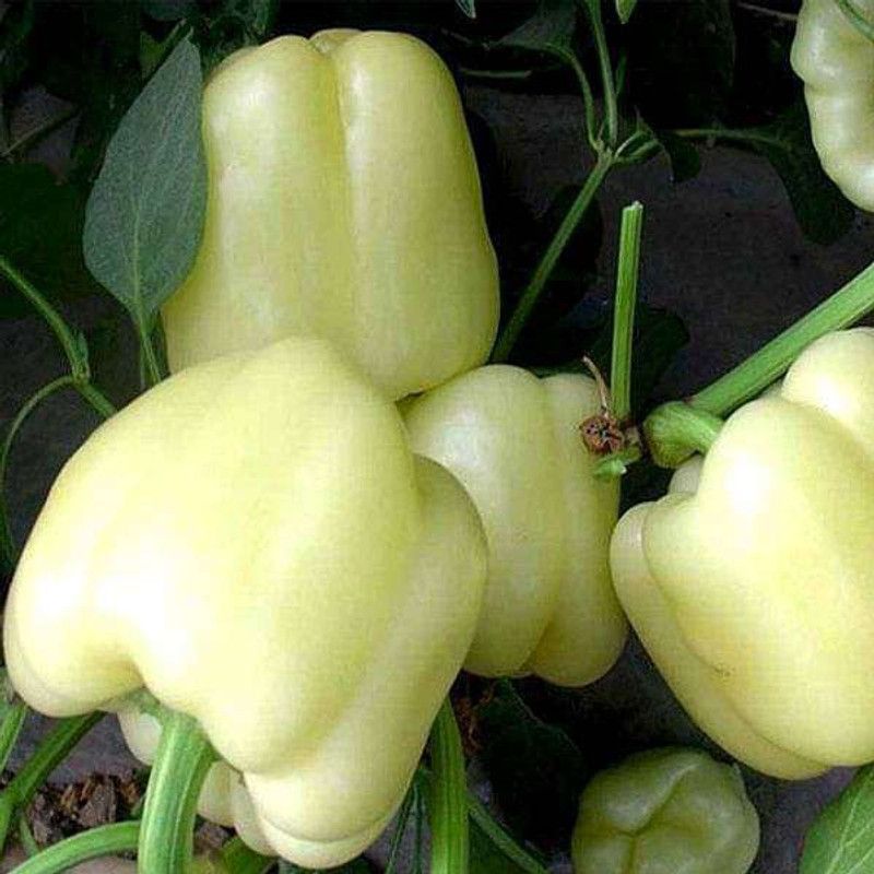 FERNSFLY Capsicum Seed  (35 per packet)