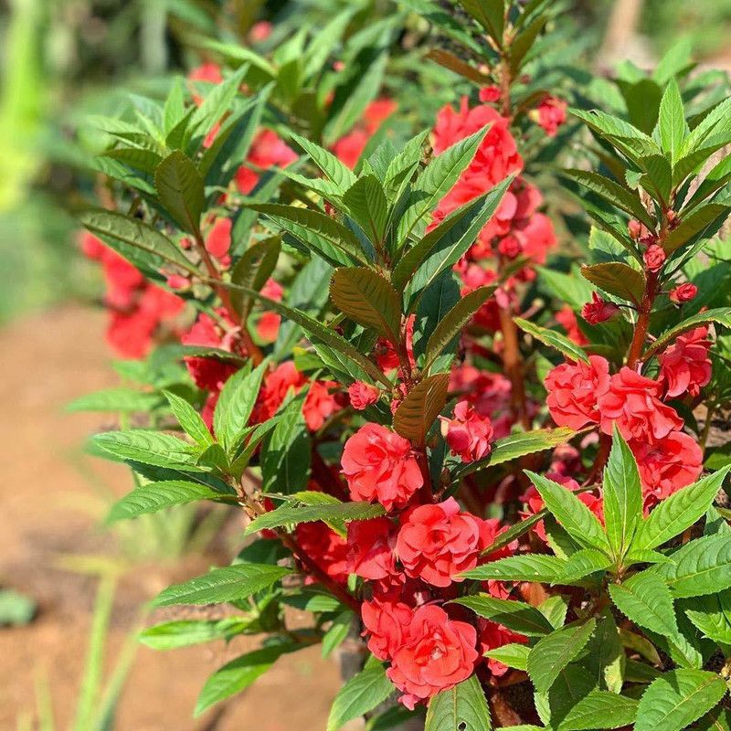 CYBEXIS Imported Balsam Flower Seeds Seed  (25 per packet)