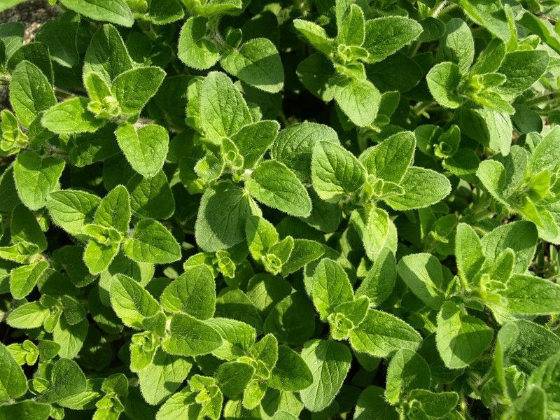 Mozette Oregano herbs Seed  (30 per packet)