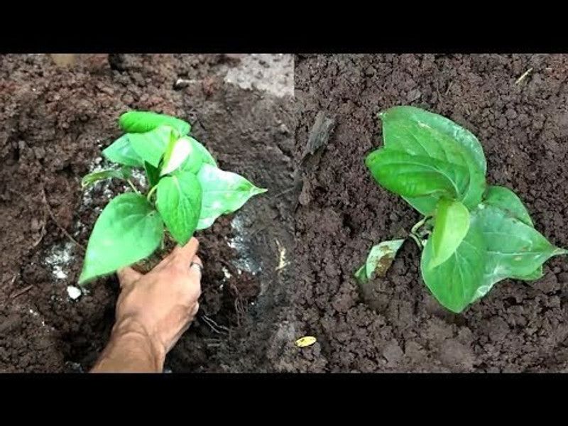 My Dream Nursery Black Pepper Plant  (Hybrid, Pack of 1)