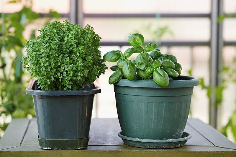WILLVINE XLR-1 Greek Basil Seeds Seed  (2000 per packet)