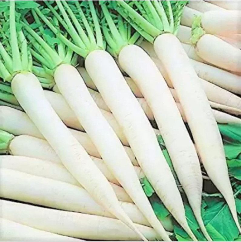 KANAYA White Radish (Mooli Ke Beej} Seed  (425 per packet)