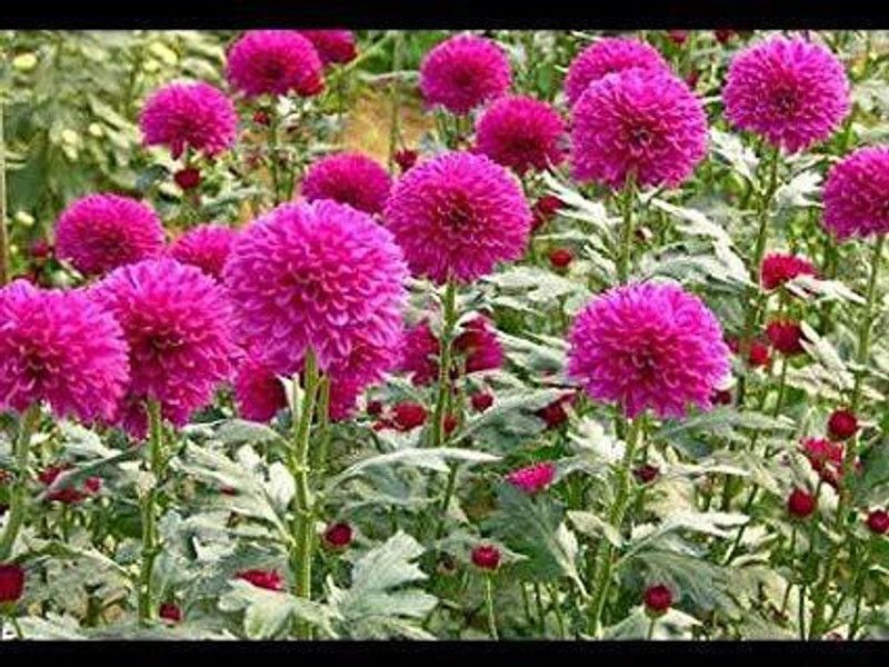 CYBEXIS Chrysanthemum Gaint Flowering Varieties Air Purifier Seed  (50 per packet)