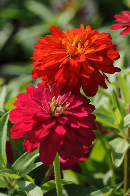 CYBEXIS Rare Zinnia Elegans 'Cherry-red' Seed  (25 per packet)