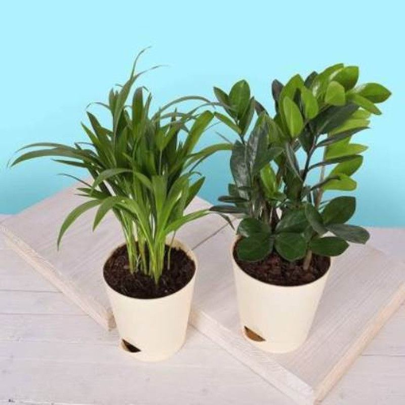 Infinite Green Areca Plam  (Pack of 2)
