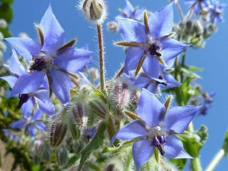 WILLVINE XL-12 Borage Cucumber Flavored Leaves Seed  (200 per packet)