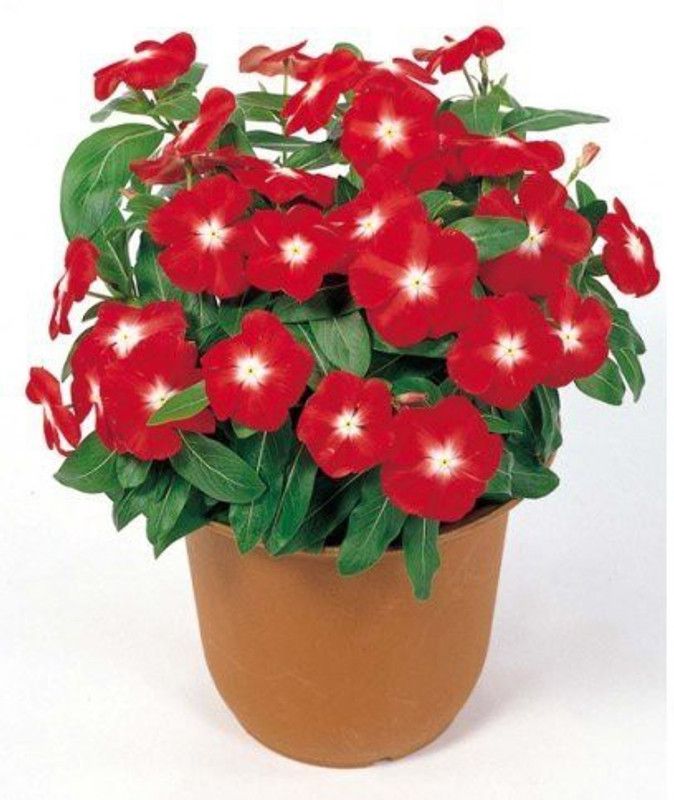 CYBEXIS Sadabahar Vinca Seeds Seed  (50 per packet)