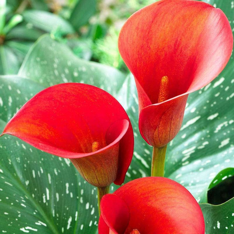 LIVE GREEN ZANTEDESCHIA Calla Lily 100% Imported Flower Bulbs, 100% GERMINETION (Pack of 02 bulbs) Large Bulb (LIVE GREEN) Seed  (2 per packet)