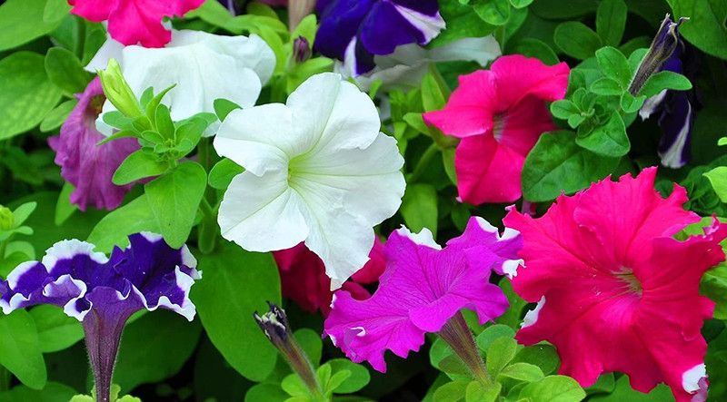 ario Petunia Star Pro Flower Mix Seed  (68 per packet)