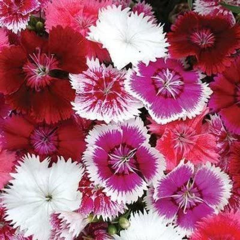 JRYU Dianthus Carnation Mixed Color Seed  (100 per packet)