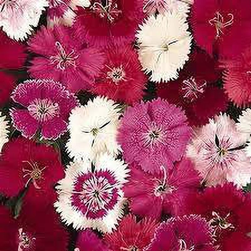 JRYU Dianthus Babydoll Mixed Flower Seeds For Kitchen Gardening Seed  (140 per packet)