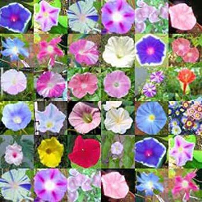 XOLDA Exotic morning glory Seed  (14 per packet)