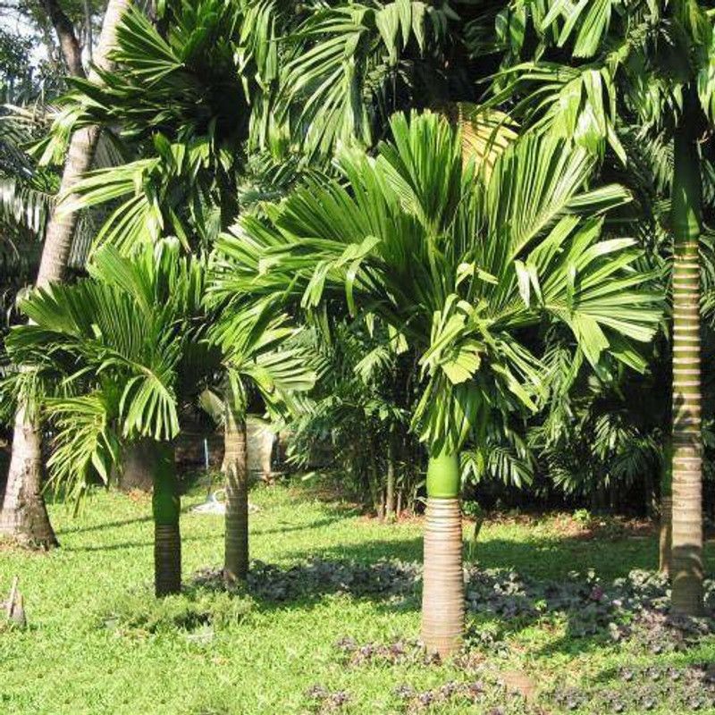 DEBALAYA Betel Nut/Supari Plant  (Hybrid, Pack of 1)