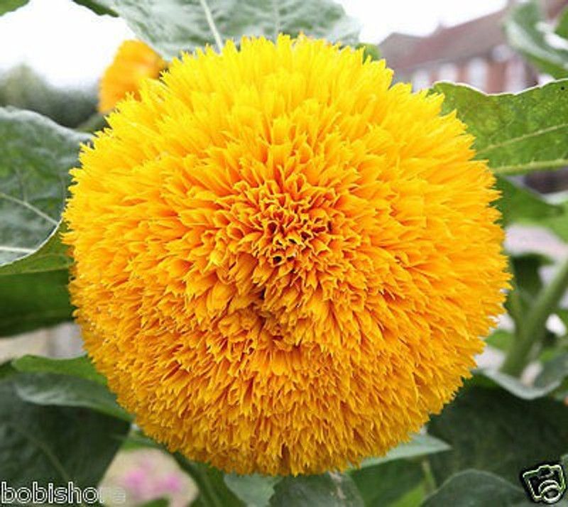 XOLDA S.F Teddy Flower Seed  (45 per packet)