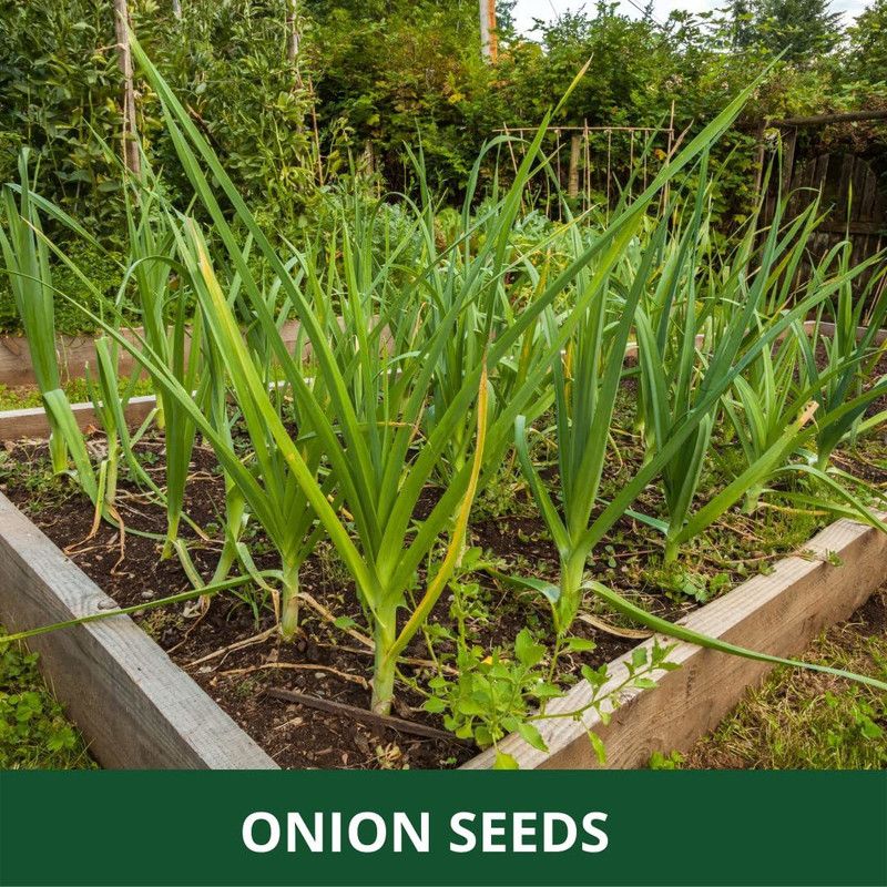 VibeX ® XLR-1143 ONION SEEDS |Easy To Grow Seed  (1000 per packet)
